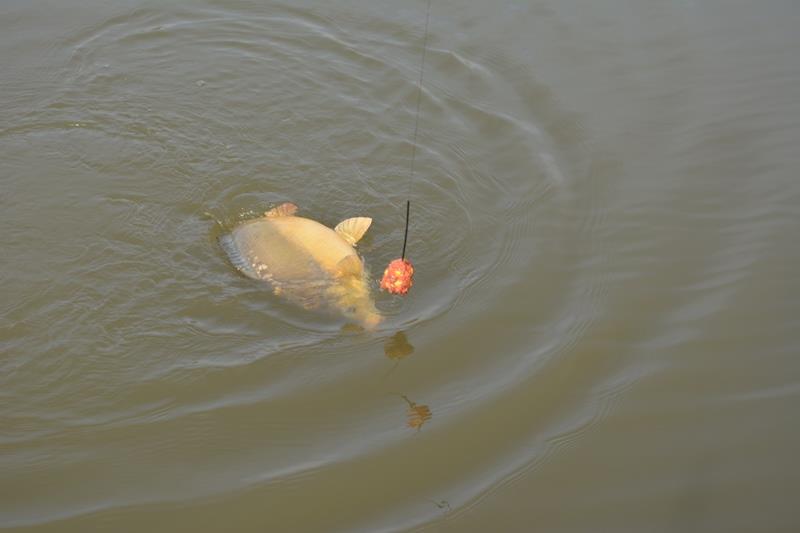 Magura 9 - 05/02/15 - dsc010611.JPG